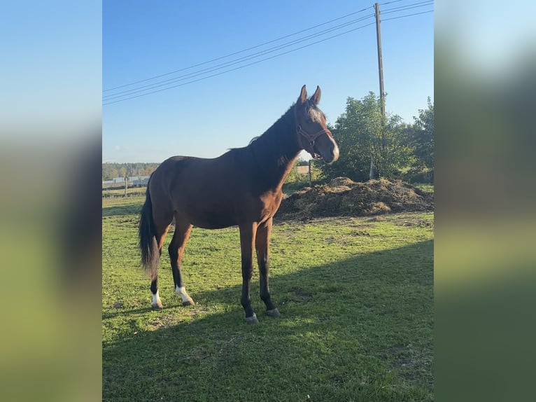 Zangersheider Stallion 2 years 16,2 hh Bay in WołowiecWojcieszyn