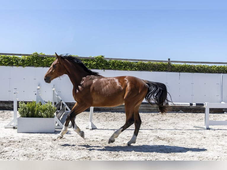Zangersheider Stallion 2 years 16,2 hh Brown in Waddinxveen