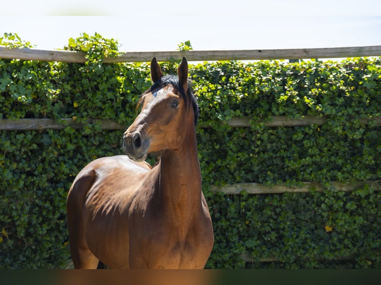 Zangersheider Stallion 2 years 16,2 hh Brown in Waddinxveen