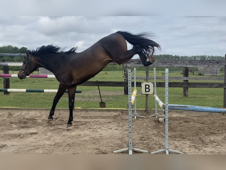Zangersheider Stallion 2 years Bay-Dark in Zoutleeuw