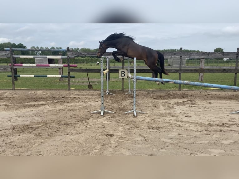 Zangersheider Stallion 2 years Bay-Dark in Zoutleeuw