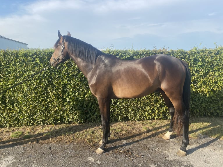 Zangersheider Stallion 2 years Bay-Dark in Zoutleeuw