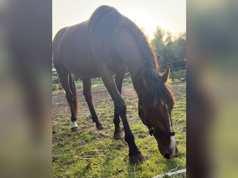 Zangersheider Stallion 2 years Brown in Lingen