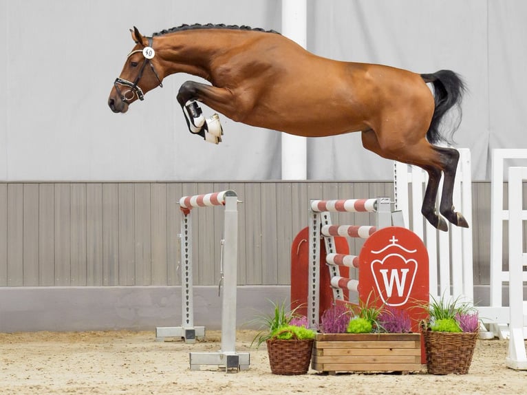 Zangersheider Stallion 2 years Brown in Münster-Handorf