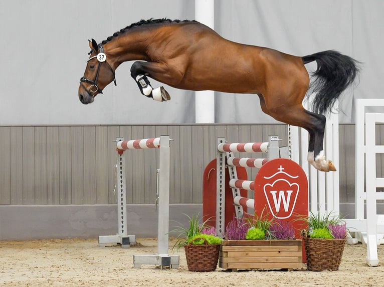 Zangersheider Stallion 2 years Brown in Münster-Handorf