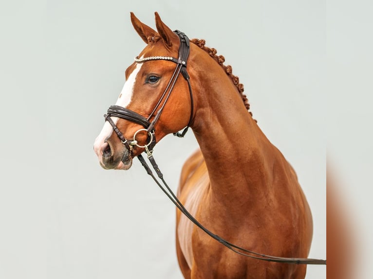 Zangersheider Stallion 2 years Chestnut in Münster-Handorf