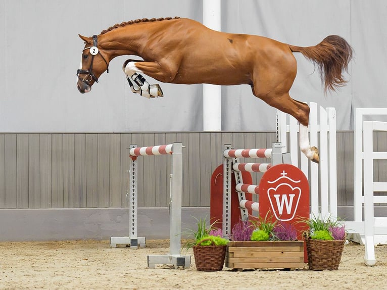 Zangersheider Stallion 2 years Chestnut in Münster-Handorf