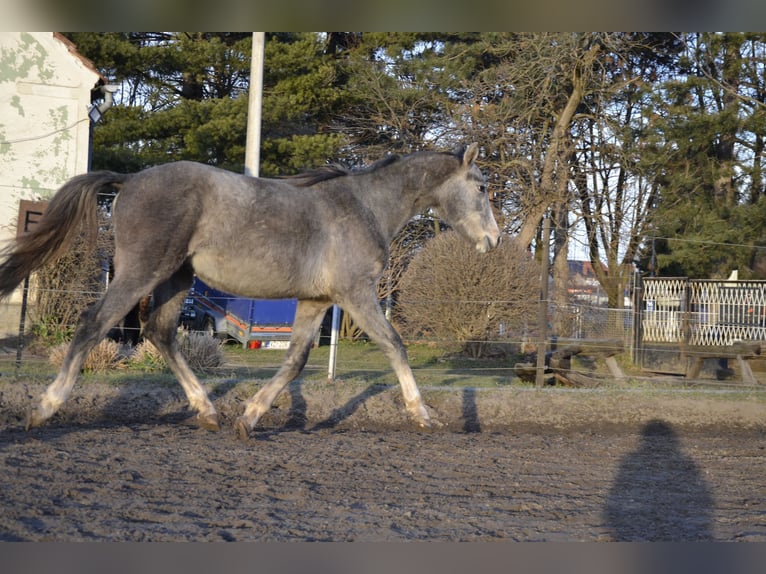 Zangersheider Stallion 2 years Gray in Trški Vrh