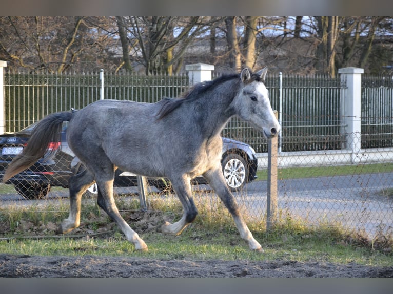 Zangersheider Stallion 2 years Gray in Trški Vrh