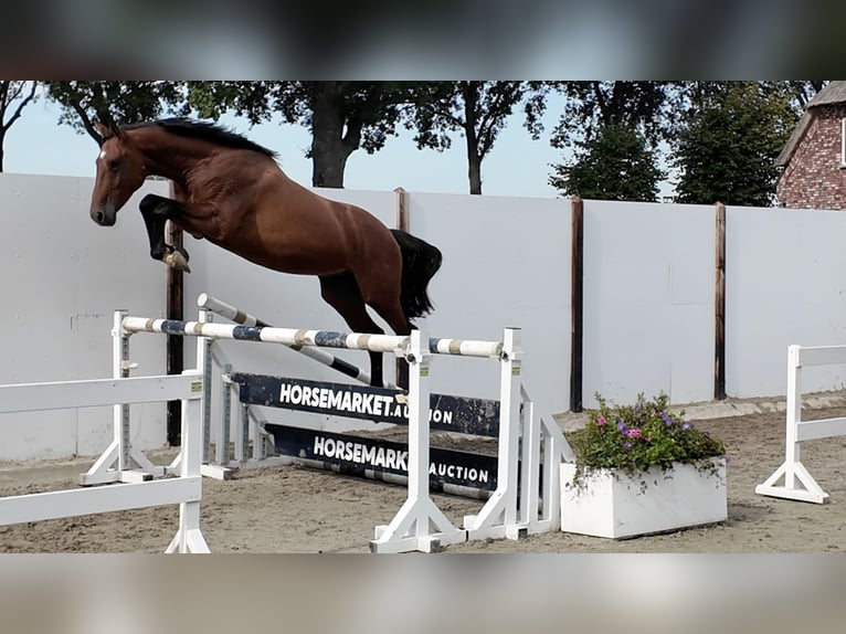 Zangersheider Stallion 3 years 15.3 hh Bay in Waddinxveen