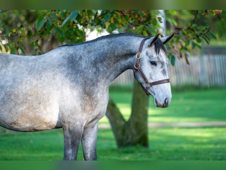 Zangersheider Stallion 3 years 15,1 hh Grey in GROTE-BROGEL