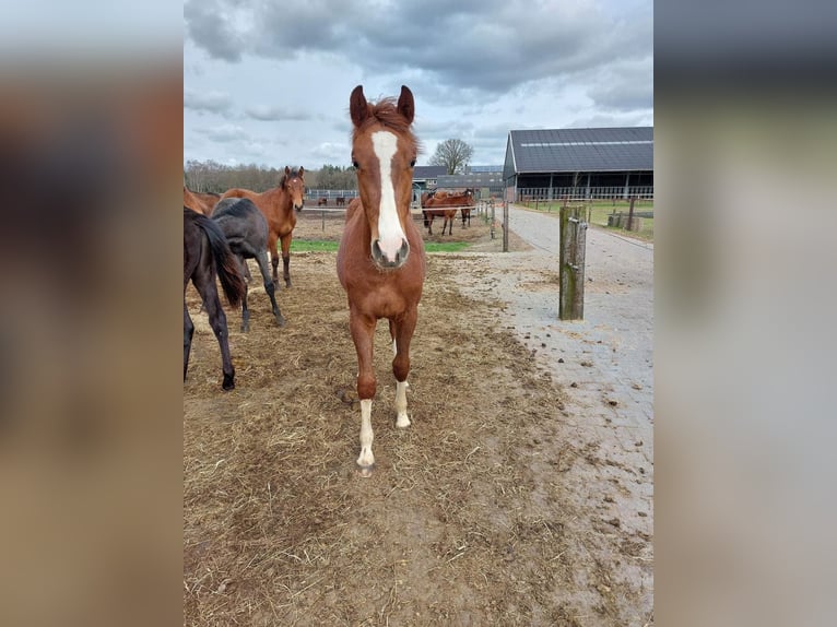 Zangersheider Stallion 3 years 15,2 hh Chestnut in Dalfsen Zangersheider Stallion 3 years 15,2 hh Chestnut in Dalfsen