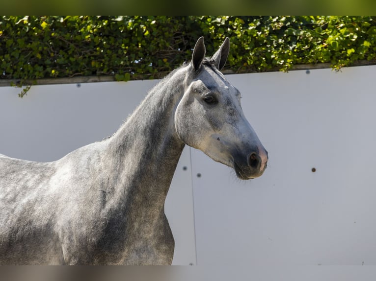 Zangersheider Stallion 3 years 15,2 hh in Waddinxveen