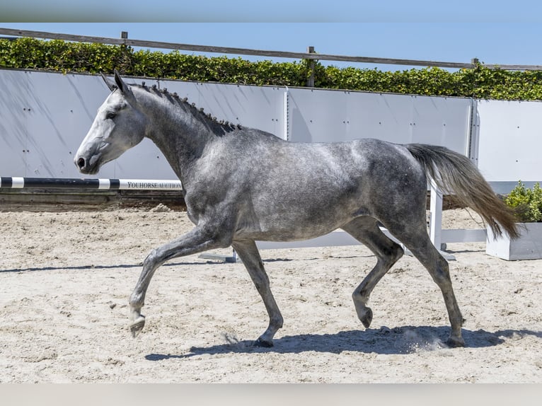 Zangersheider Stallion 3 years 15,2 hh in Waddinxveen