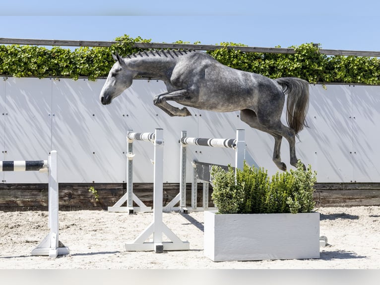 Zangersheider Stallion 3 years 15,2 hh in Waddinxveen