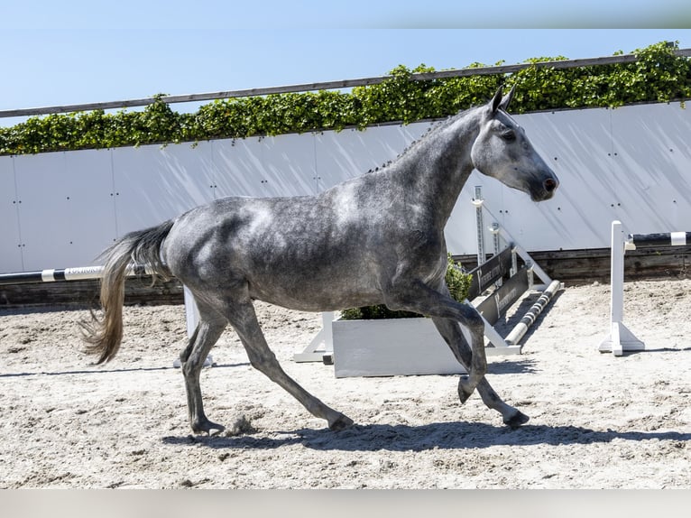 Zangersheider Stallion 3 years 15,2 hh in Waddinxveen
