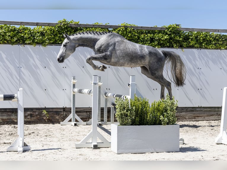 Zangersheider Stallion 3 years 15,2 hh in Waddinxveen