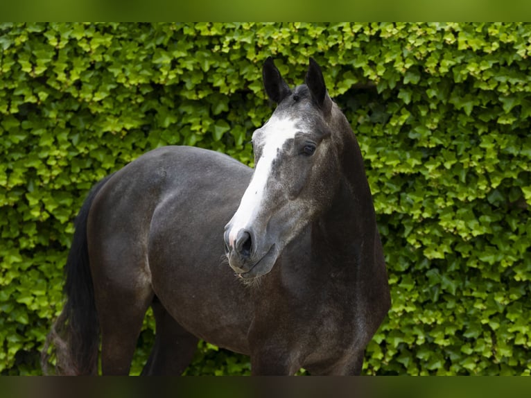 Zangersheider Stallion 3 years 15,2 hh Gray in Waddinxveen