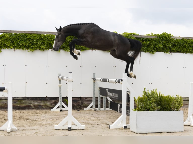 Zangersheider Stallion 3 years 15,2 hh Gray in Waddinxveen