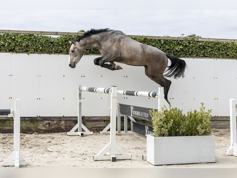 Zangersheider Stallion 3 years 15,2 hh Grey in Waddinxveen