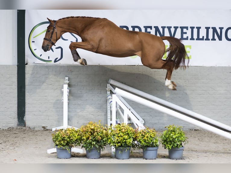 Zangersheider Stallion 3 years 15,2 hh  in Heerde