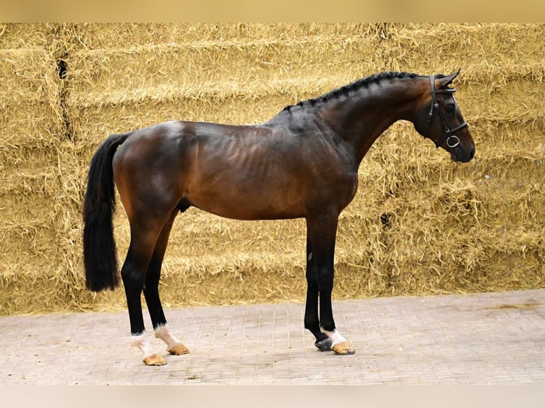 Zangersheider Stallion 3 years 15,3 hh Bay-Dark in Bladel