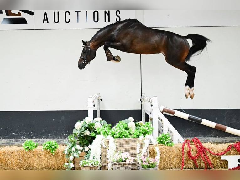 Zangersheider Stallion 3 years 15,3 hh Bay-Dark in Bladel