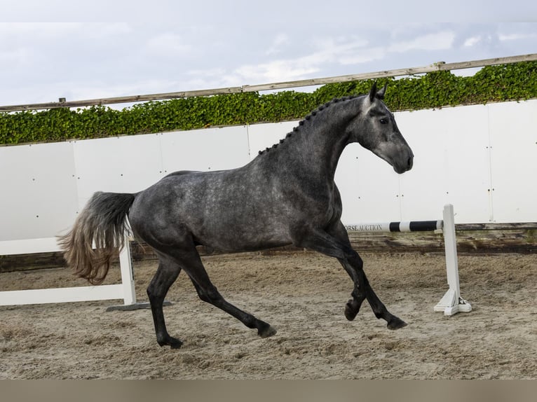 Zangersheider Stallion 3 years 15,3 hh Grey in Waddinxveen