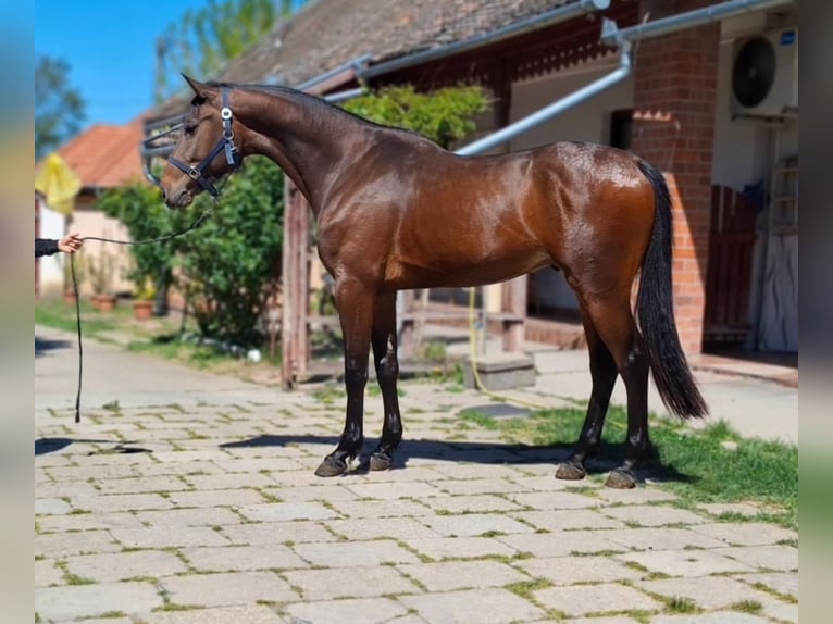 Zangersheider Stallion 3 years 16.1 hh Bay in Békéscsaba