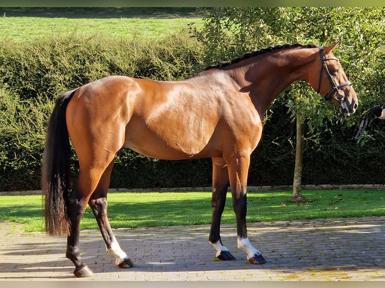Zangersheider Stallion 3 years 16,1 hh Brown in Ostercappeln