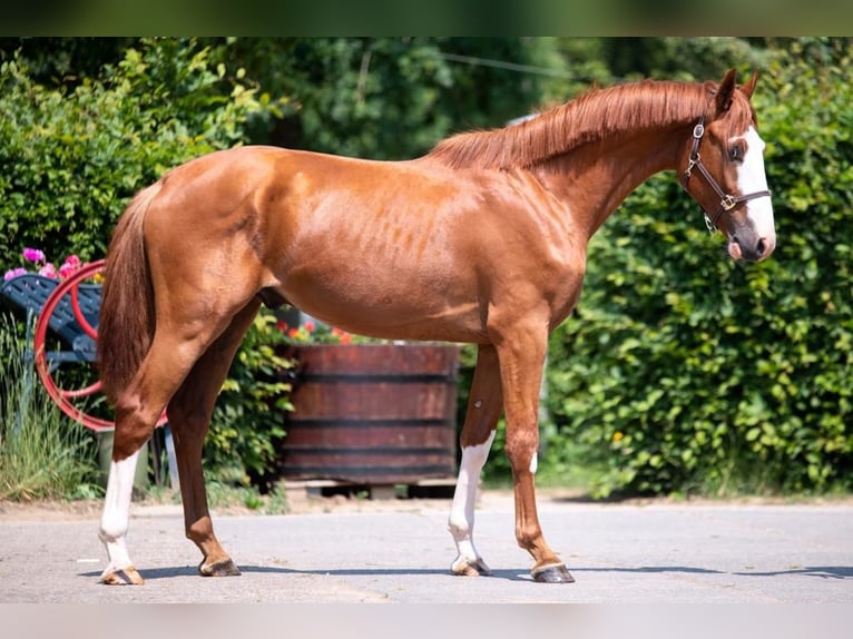 Zangersheider Stallion 3 years 16,1 hh Chestnut-Red in Gangelt