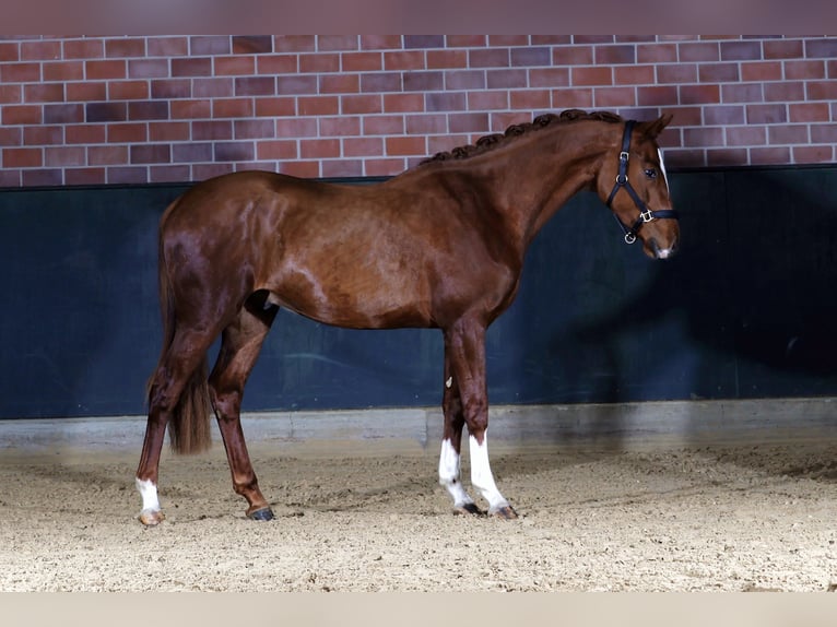 Zangersheider Stallion 3 years 16.1 hh Chestnut-Red in Gersten