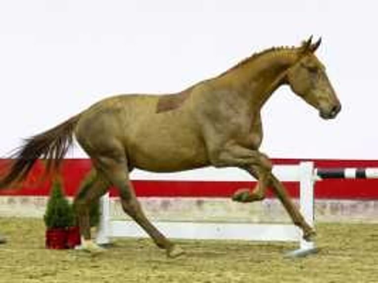 Zangersheider Stallion 3 years 16,1 hh Chestnut-Red in Waddinxveen