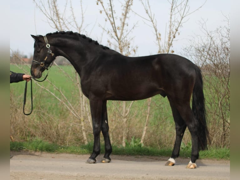 Zangersheider Stallion 3 years 16,1 hh in Budapest