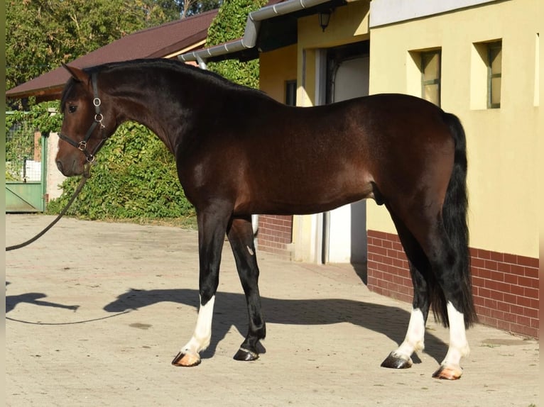 Zangersheider Stallion 3 years 16.2 hh Bay-Dark in Murska Soboda