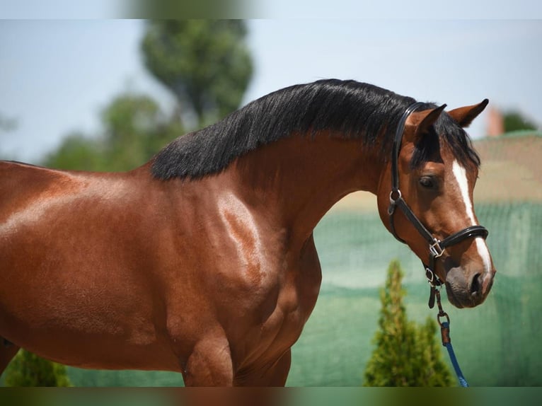 Zangersheider Stallion 3 years 16,2 hh Bay in Snina