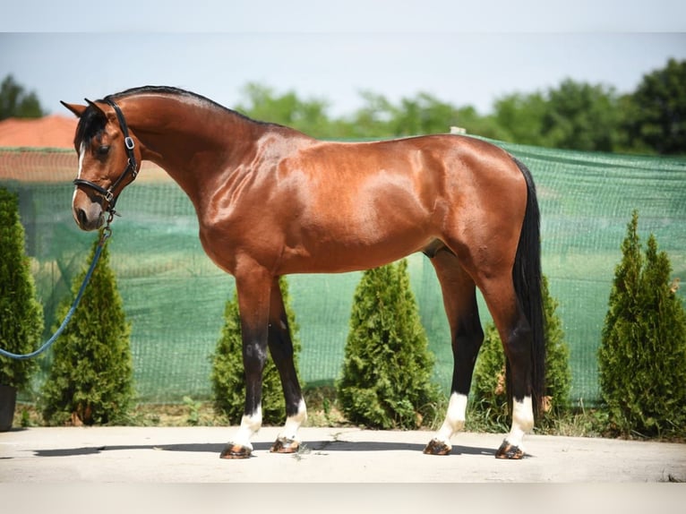 Zangersheider Stallion 3 years 16,2 hh Bay in Snina