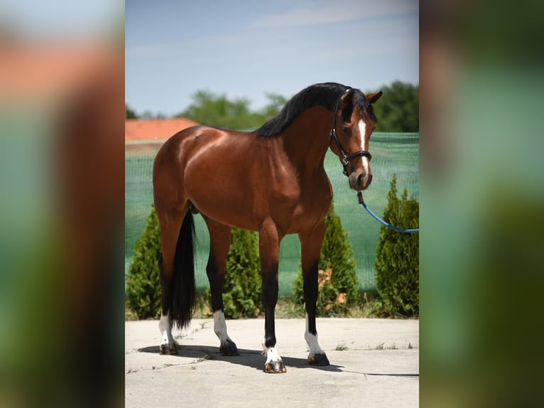 Zangersheider Stallion 3 years 16,2 hh Bay in Snina