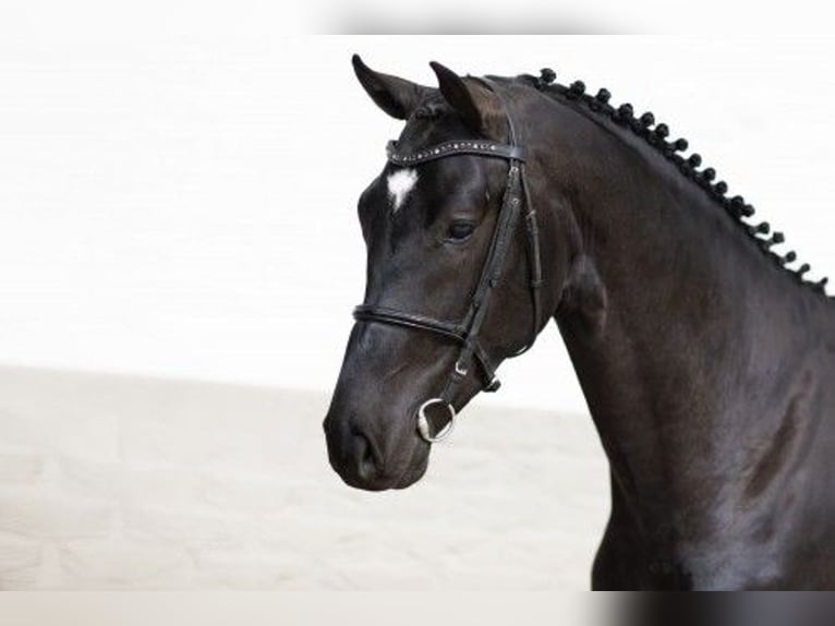 Zangersheider Stallion 3 years 16,2 hh Black in Heerde