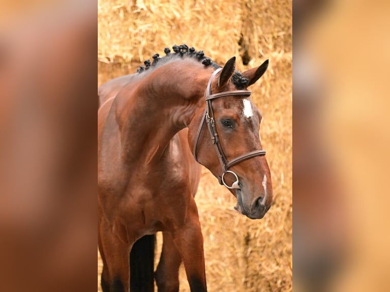 Zangersheider Stallion 3 years 16.2 hh Brown in Bladel