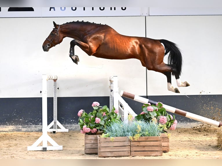 Zangersheider Stallion 3 years 16.2 hh Brown in Bladel