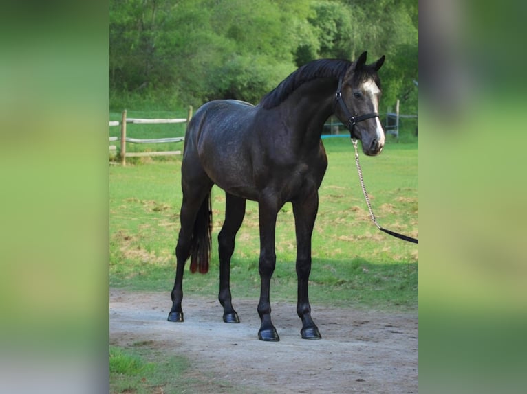 Zangersheider Stallion 3 years 16,2 hh Gray-Dark-Tan in PogeezSchmilau