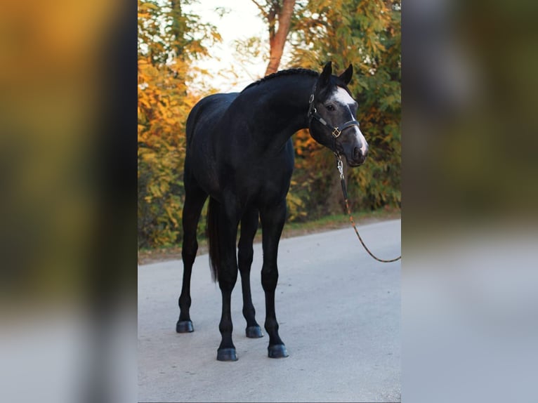 Zangersheider Stallion 3 years 16,2 hh Gray in Halbenrain