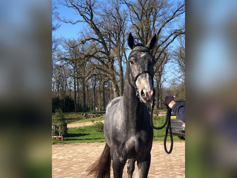 Zangersheider Stallion 3 years 16.2 hh Grey-Blue-Tan in Swifterbant