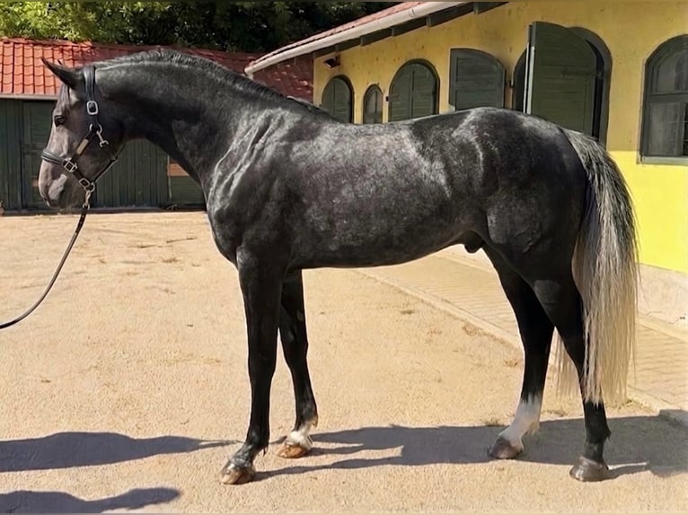 Zangersheider Stallion 3 years 16.2 hh Grey in Murska Soboda