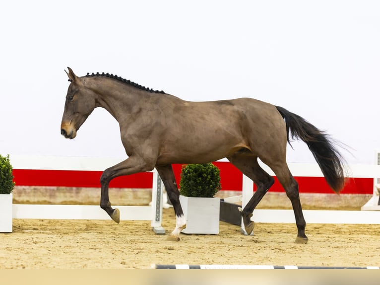 Zangersheider Stallion 3 years 16 hh Bay-Dark in Waddinxveen