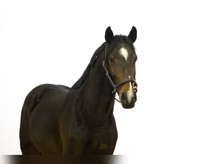 Zangersheider Stallion 3 years 16 hh Bay-Dark in Waddinxveen