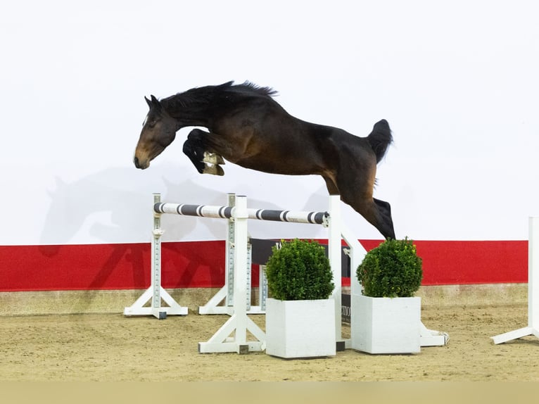 Zangersheider Stallion 3 years 16 hh Bay-Dark in Waddinxveen