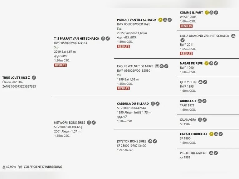 Zangersheider Stallion 3 years 16 hh Brown in Sainte-Croix