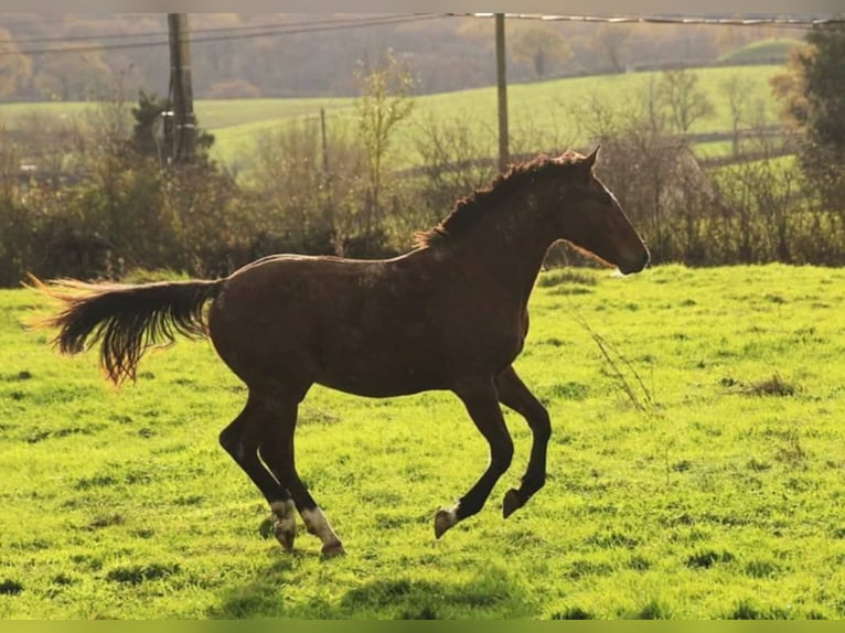 Zangersheider Stallion 3 years 16 hh Brown in Sainte-Croix